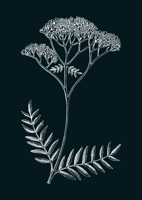 Valerian sketch. Apothecary plant drawing. Herbal remedies, medicinal plant, natural medicine hand-drawn vector illustration on chalkboard. NOT AI genereted
